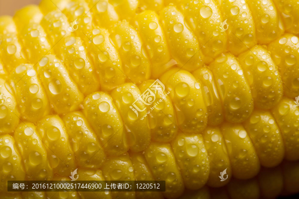 鮮食玉米玉米宏