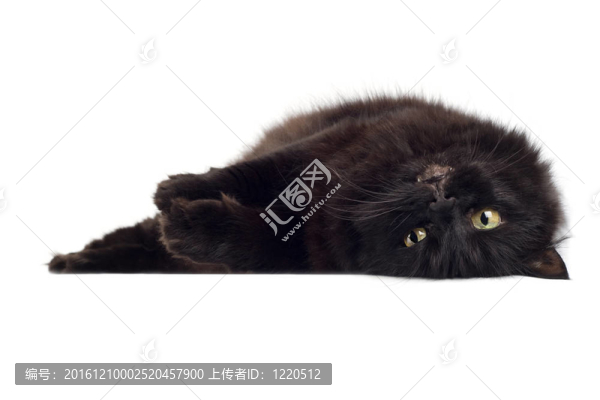 臥黑孤貓