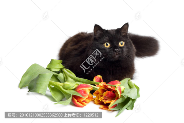 黑貓與孤花