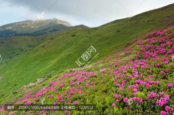 春天的風(fēng)景與多云的天空和Flower