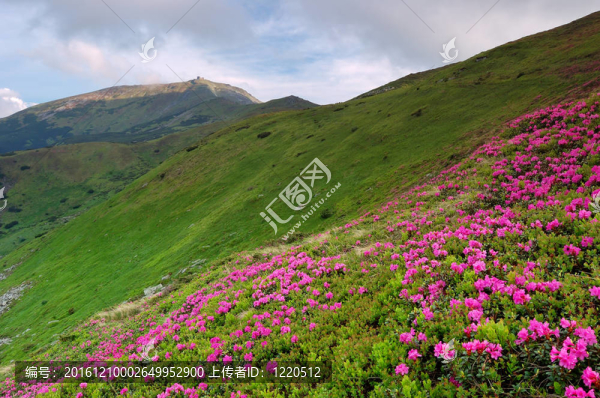 春天的風(fēng)景與多云的天空和Flower