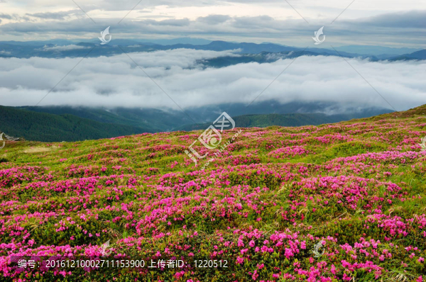 春天的風(fēng)景與多云的天空和Flower
