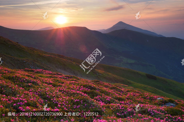 陽光下的夏日風(fēng)景。