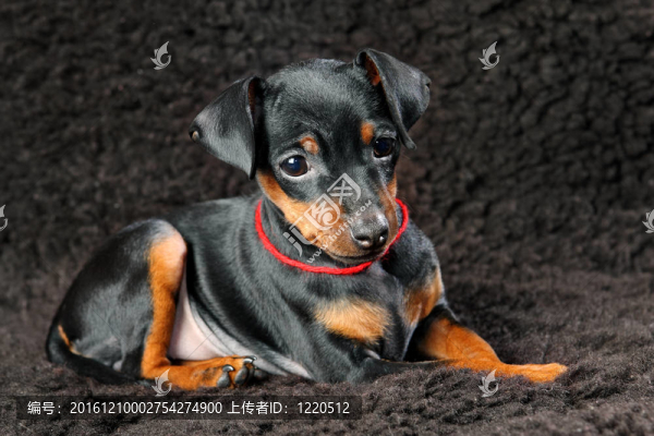 迷你杜賓犬的小狗