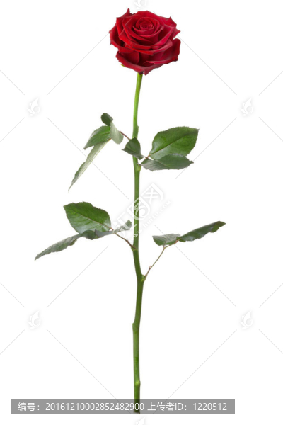 紅玫瑰；長(zhǎng)莖