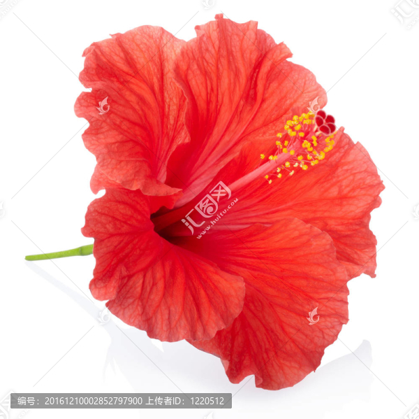 紅色的木槿花