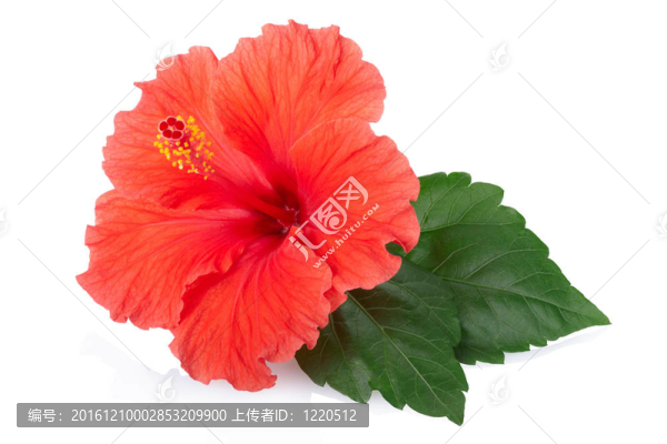 紅色的木槿花