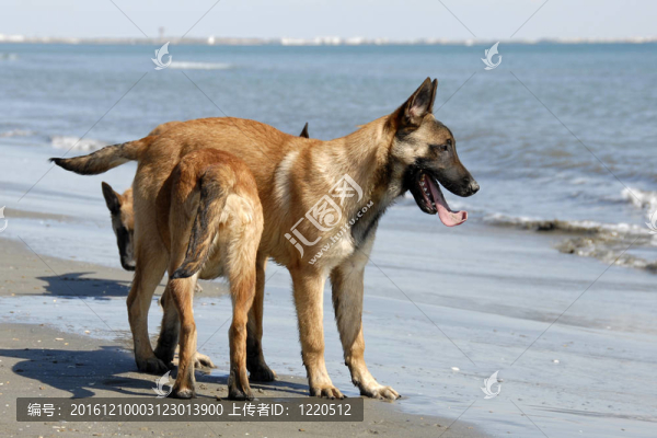 小狗馬里努阿犬