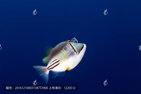 在紅海邊的Picasso,triggerfish。