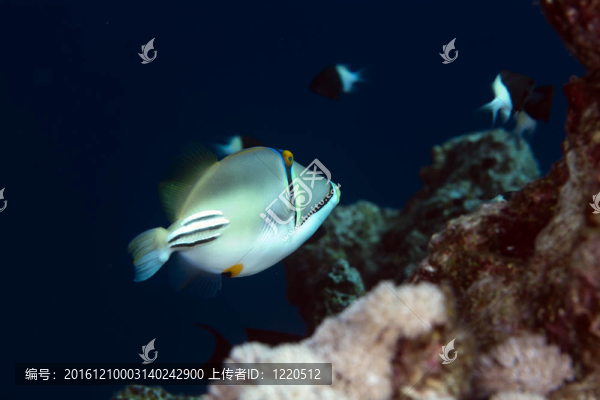 在紅海邊的Picasso,triggerfish。
