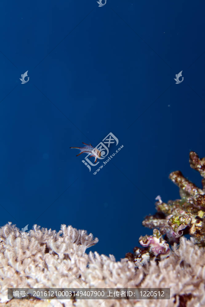 lyretail豬隆頭魚在紅海。