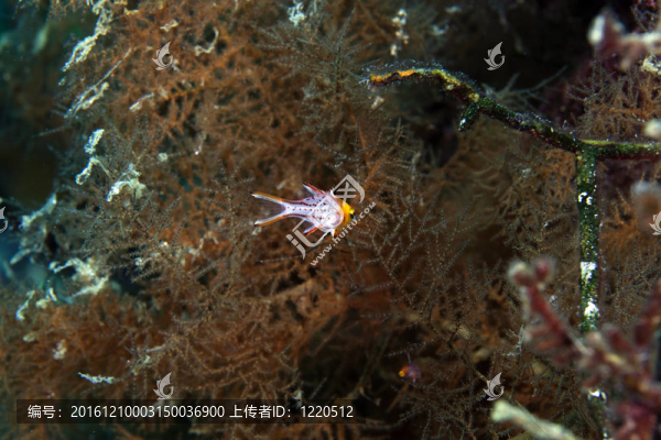 lyretail豬隆頭魚(yú)在紅海。
