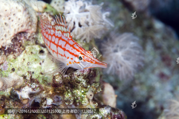 Longnose,hawkfish（長吻）在紅海。