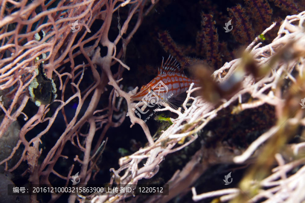 Longnose,hawkfish（長吻）在紅海。