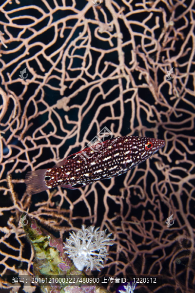 Diana,hogfish（普提魚戴安娜）在紅海。