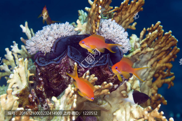 在紅海巨蛤和小魚。