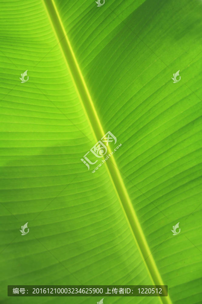 綠香蕉葉紋理