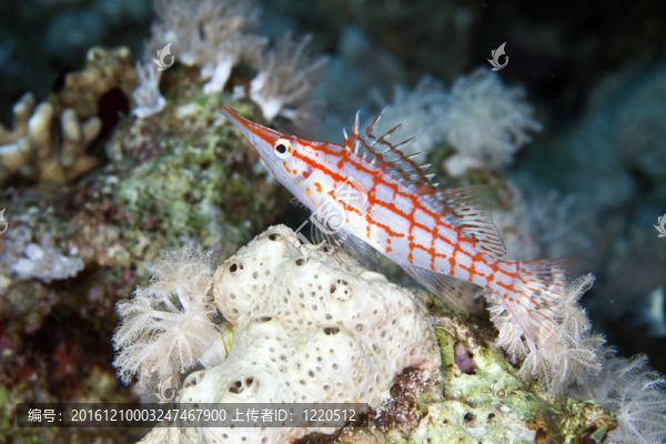 Longnose,hawkfish（長(zhǎng)吻）在紅海。
