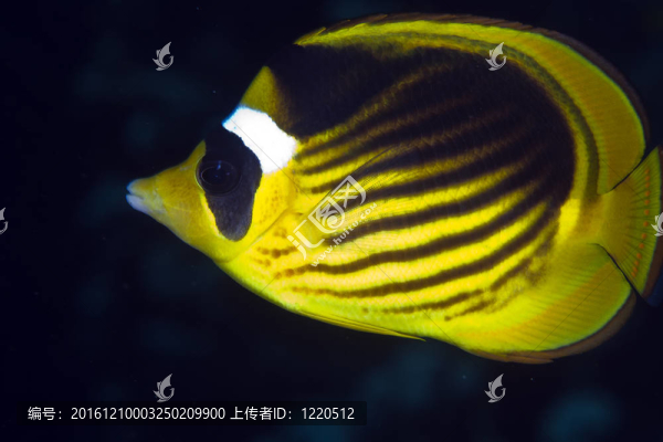 條紋蝴蝶魚在紅海。