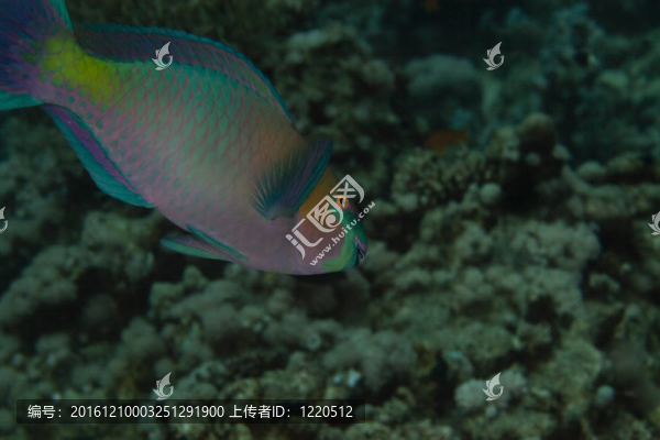 在紅海鸚嘴魚。