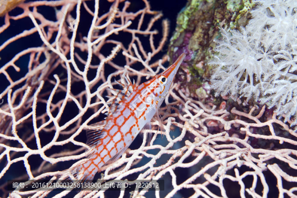 Longnose,hawkfish（長(zhǎng)吻）在紅海。