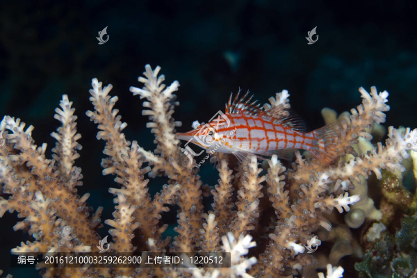 Longnose,hawkfish（長(zhǎng)吻）在紅海。