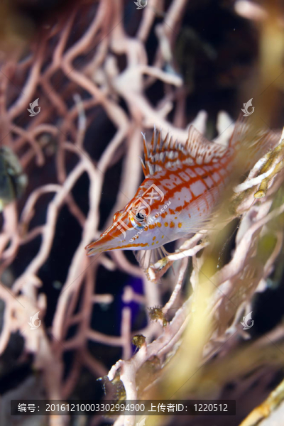 Longnose,hawkfish（長吻）在紅海。