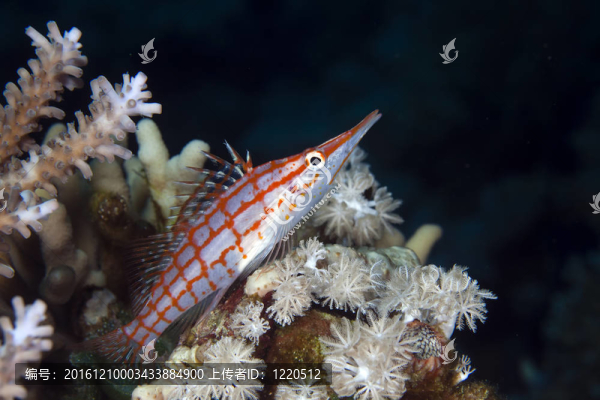 Longnose,hawkfish（長(zhǎng)吻）在紅海。