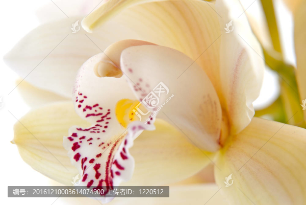蘭花花特寫；選擇性聚焦