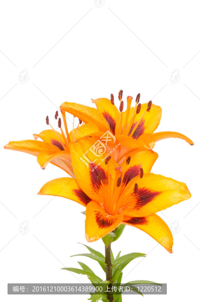 橙色的百合花