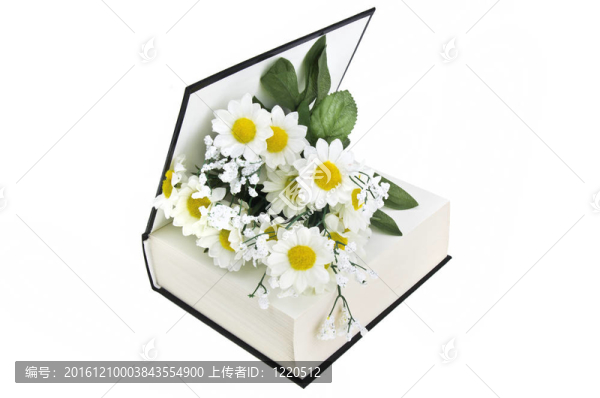 白色背景上的書和雛菊