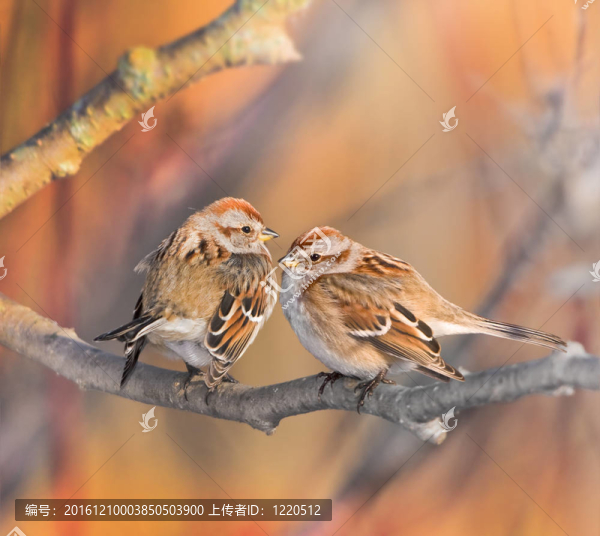 安大略鳥類
