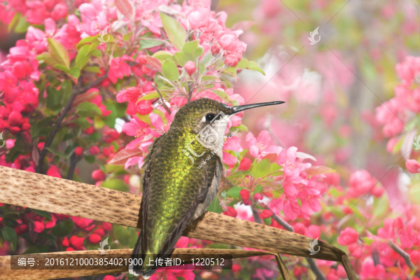 安大略鳥類