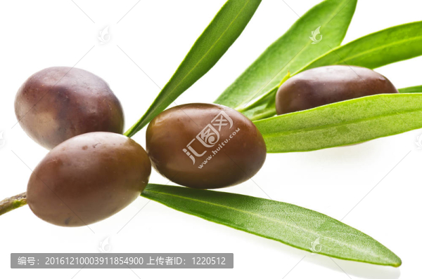 橄欖枝