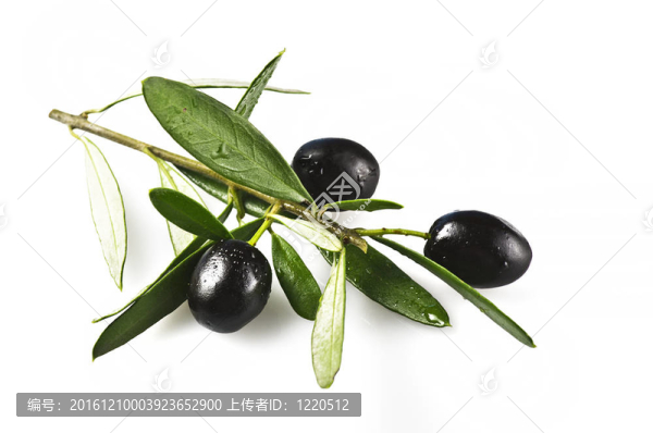 黑橄欖枝
