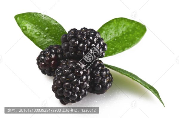 與白葉和滴BlackBarry
