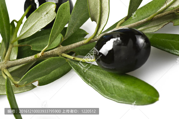 黑橄欖枝