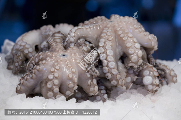 鮮章魚