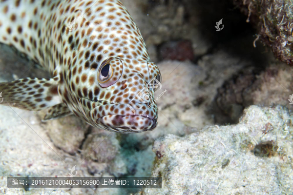 油膩的石斑魚（ephinephelus,tauvina）在紅海。