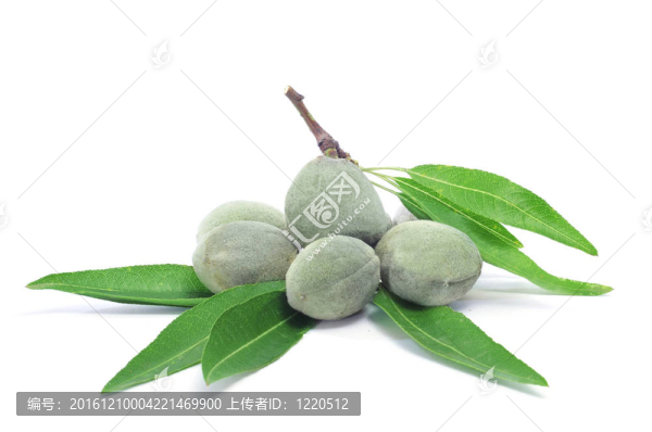 綠色的杏仁