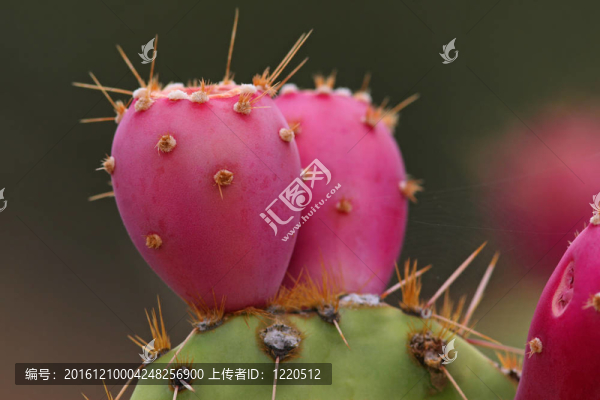 仙人掌果