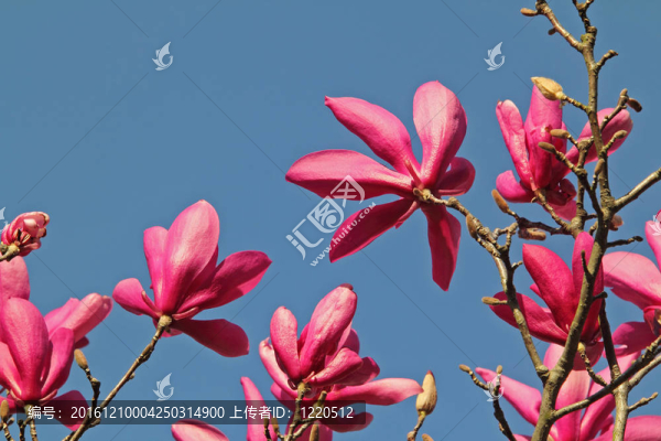 藍(lán)色的天空Pink,Rhododendrons