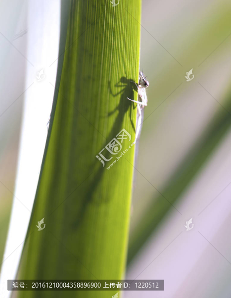 一只蜻蜓