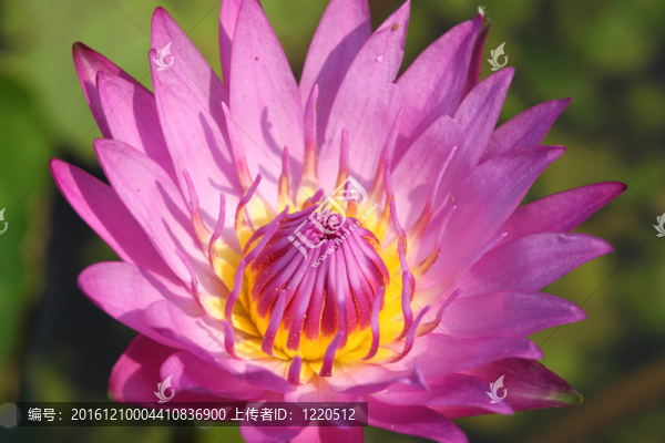 粉紅睡蓮