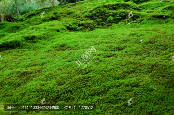 苔蘚
