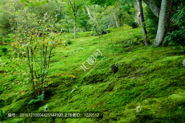 森林地板上的青苔