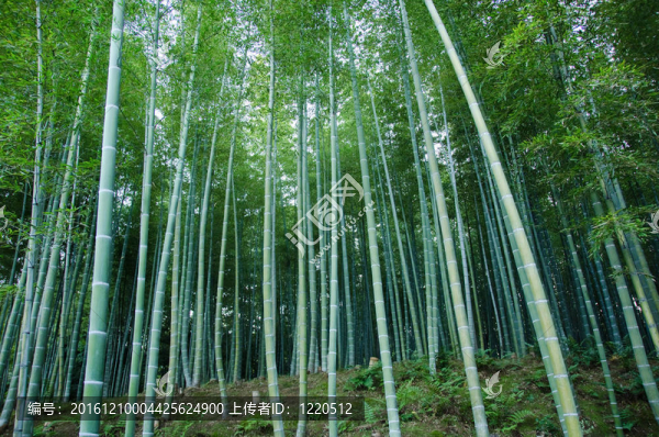 竹林
