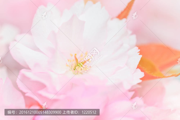 櫻花怒放