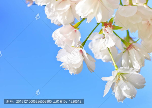 櫻花盛開