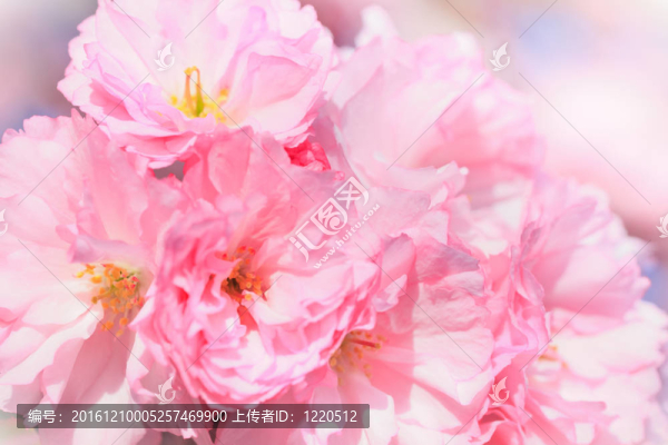 櫻花怒放